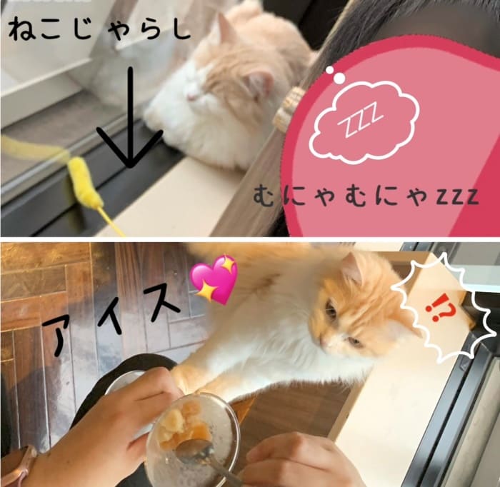 ねこじゃらしに興味がなく、アイスで目が覚める猫ちゃんの画像